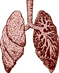 lungs and breath