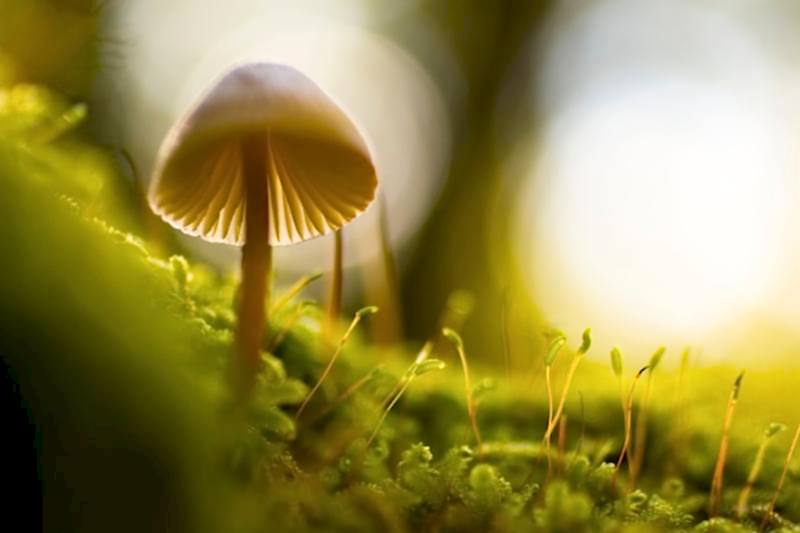 Grow tall!